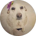 L&amp;J Clark Avatar